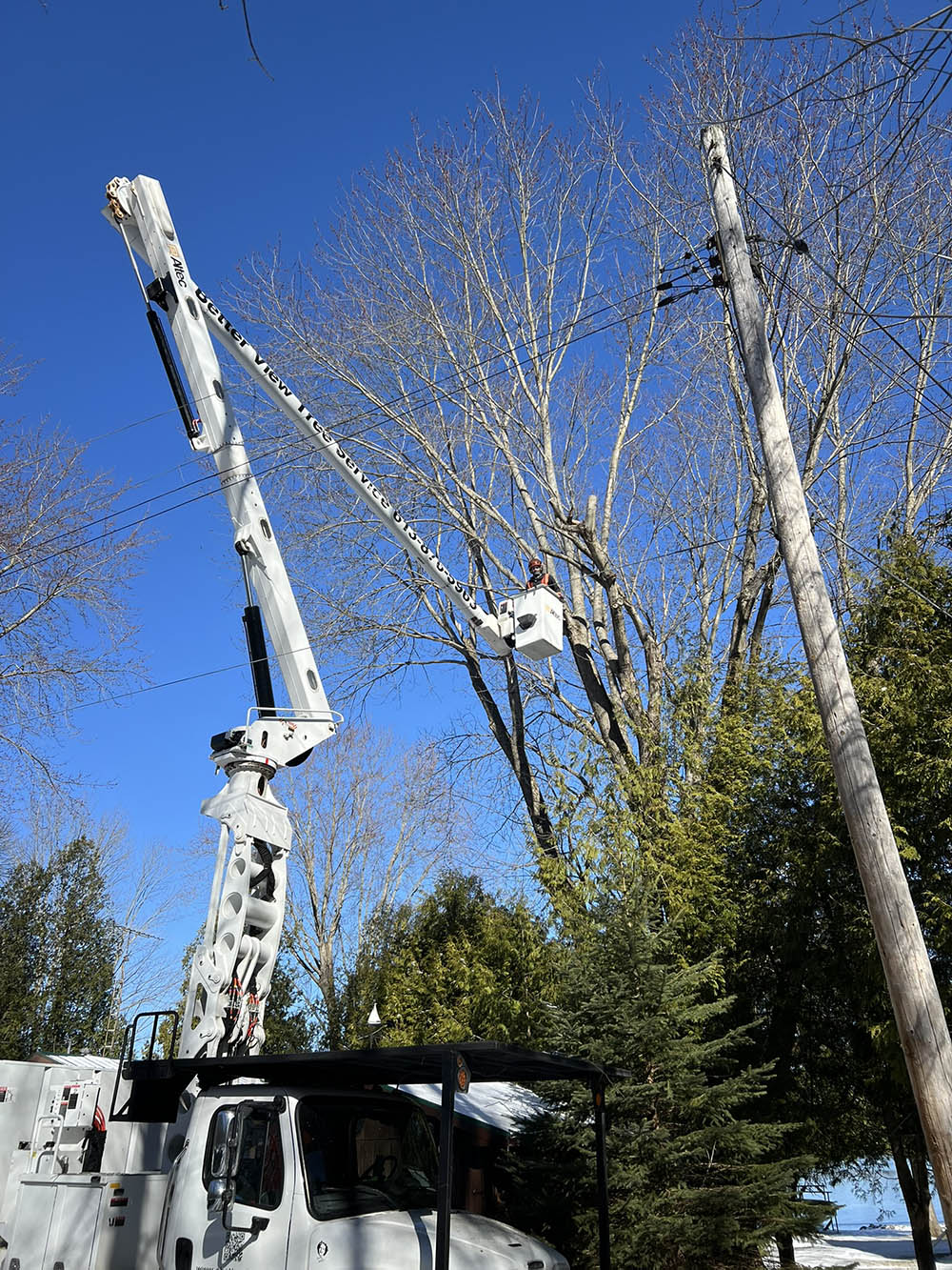 Certified arborist performing professional tree work
