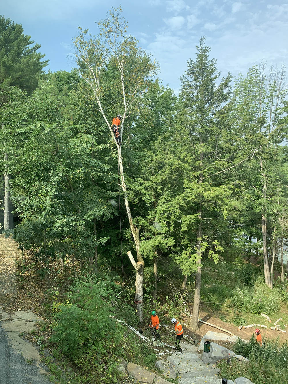 A Better View Tree Service crew working on mature trees