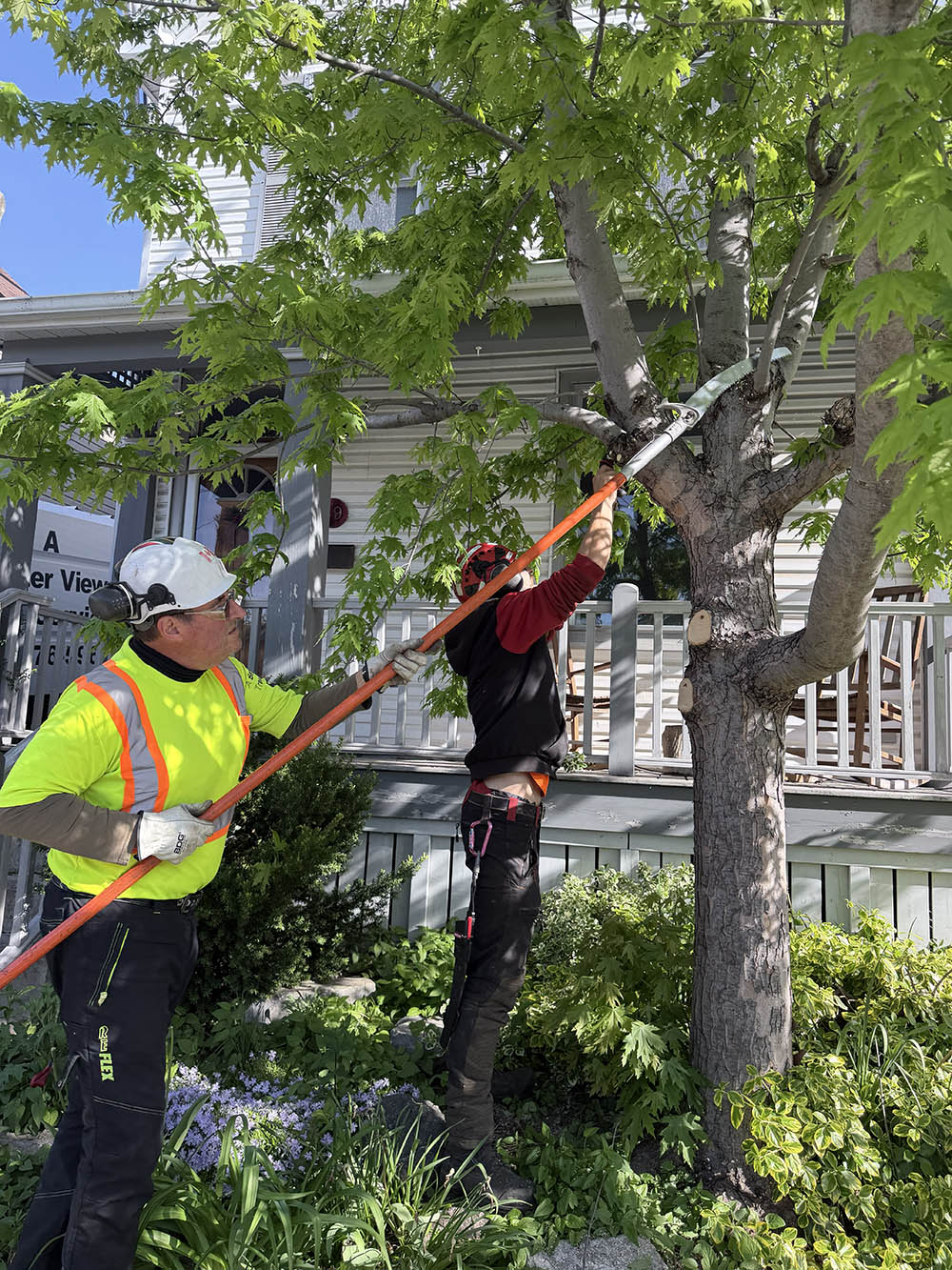 Tree pruning and trimming by A Better View Tree Service